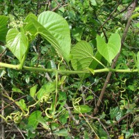 Cissus latifolia Lam.